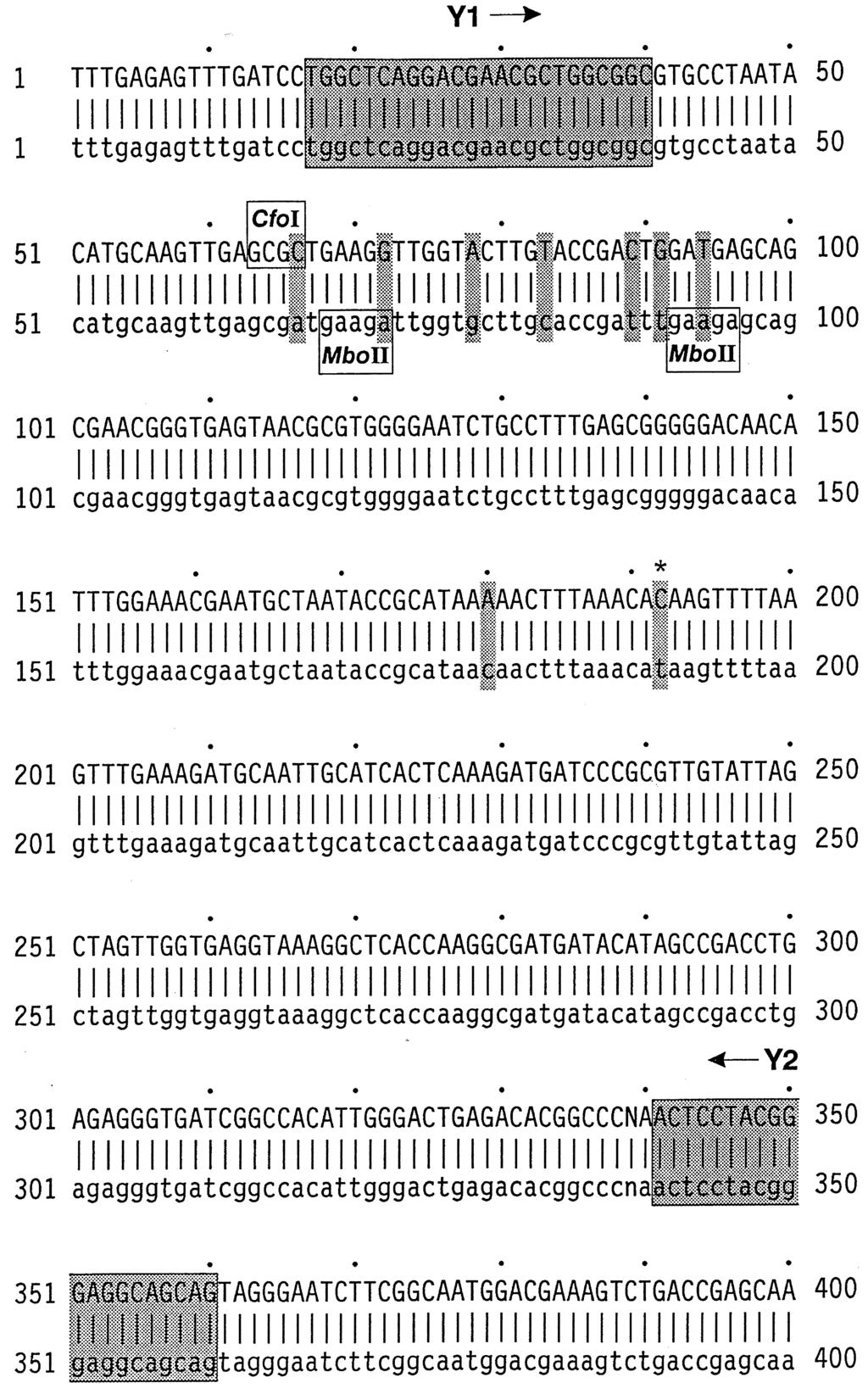 L.J.H. Ward et al. / FEMS Microbiology Letters 166 (1998) 15^20 17 Fig. 2. Partial DNA sequences of the 16S ribosomal RNA genes from L. lactis ssp. lactis (upper case) and L.