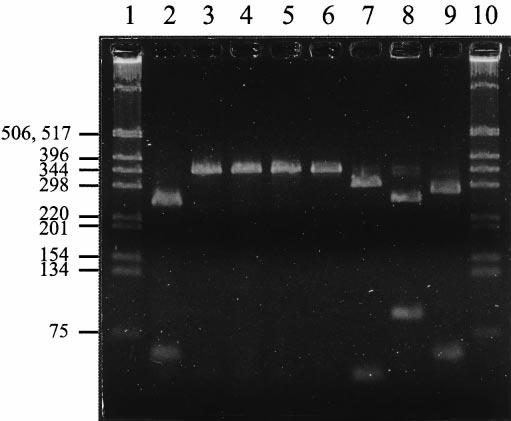 3 shows that MG1363 gives a cremoris-speci c LCR product. The results obtained were con rmed by DNA sequencing of the ampli ed fragment (data not shown). 3.2.