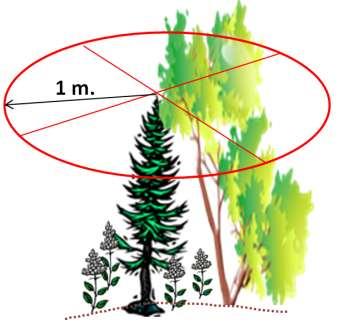 Figure 6b: FG Crop tree that is taller than shrub in at least 3 of 4 quadrants 3.4.2.