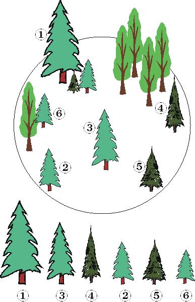 In the example below, figure 8, the countable height is determined by the average of the measured heights of trees two and four, times 30 %. (2.1 + 1.