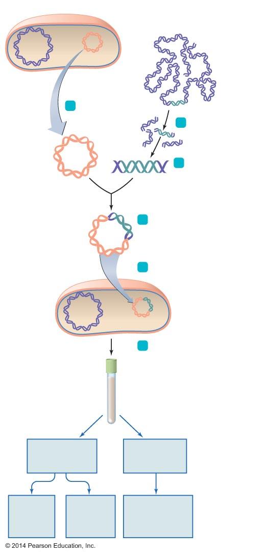 Figure 8.1 Overview of recombinant DNA technology. Bacterial cell DNA containing gene of interest Bacterial chromosome Plasmid 1 Isolate plasmid.
