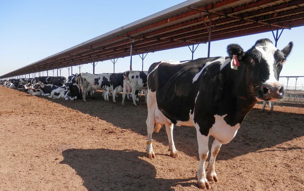 RESEARCH ARTICLE Cow cooling on commercial drylot dairies: A description of 10 farms in California A study of 10 California drylots on summer afternoons found diverse heat abatement strategies in