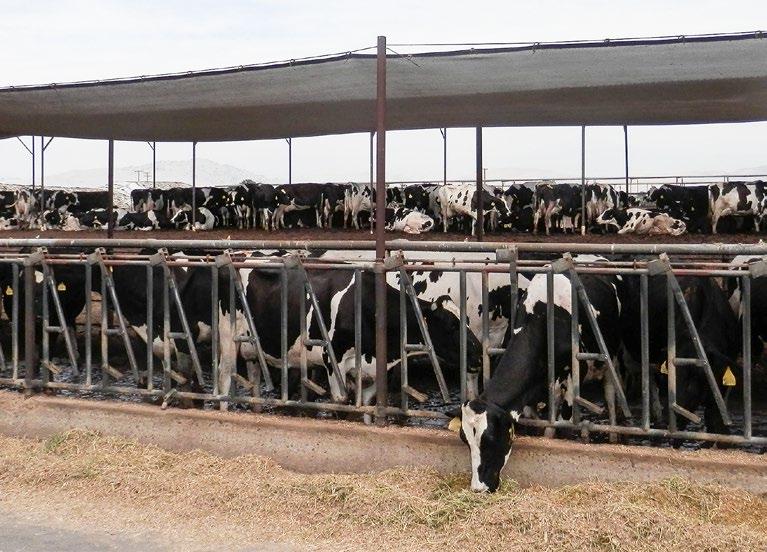 Cows spent most of the afternoon being inactive (i.e., not engaged in any activity) in California drylot dairies. On average, less than 20% of the herd was observed feeding during this period.