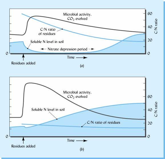 Figure 11.4 Changes in microbial activity, in soluble nitrogen level, and in residual C/N ratio following the addition of either high (a) or low (b) C/N ratio organic materials.