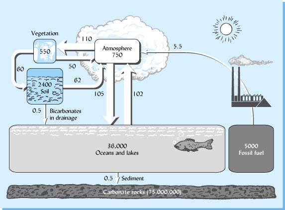 Simplified Carbon Cycle