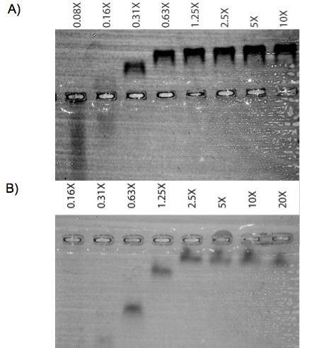 42 Figure 2.5. Electrophoretic mobility of AuNP modified with serial dilution of PEG.