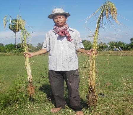 Agricole Cambodgien /