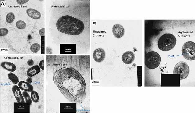 Figure 3: Treatment of cells with Ag+ results in DNA condensation, cell wall damage, and silver granule formation. (A) E. coli and (B) S.