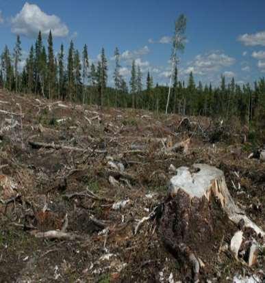 CO 2 SOURCES Deforestation Trees naturally store carbon dioxide through photosynthesis.