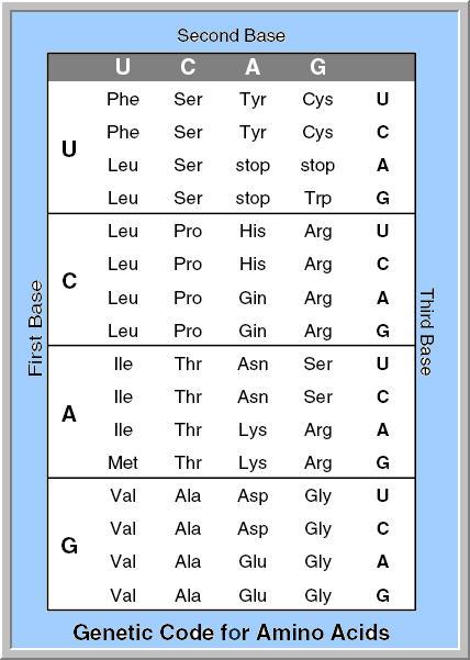 Codon Chart for Amino Acids