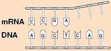 7. After the entire DNA has been made into an amino acid sequence (protein), have each group member share the information from his/her role with the entire group. 8.