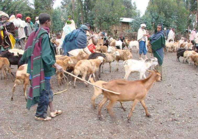 Live Animal Market, Rural Village in Ethiopia The customer s value may include