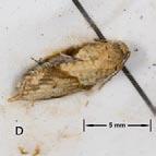 The length of the forewing (front wing the one on top when the moth is at rest) in the male is approximately 0.