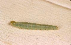Figure 5. Mature LBAM larva. Used with permission of D. Williams, State of Victoria Department of Primary Industries. eggs after 1 to 2 weeks and spread out in search of suitable feeding sites.