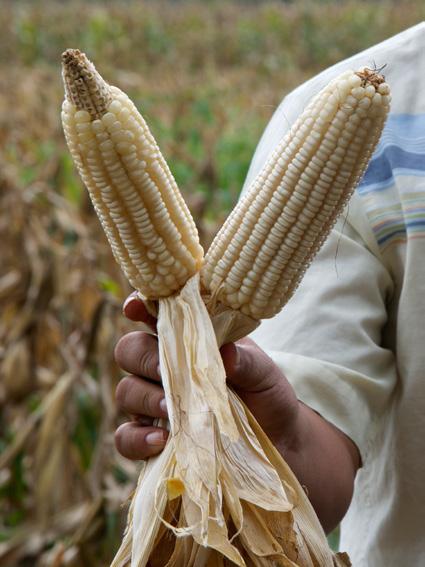 Left, cob in conventional agriculture; right, conservation agriculture. logical, said Carlos Cecilio, for generations people have been plowing the land and applying agrochemicals.