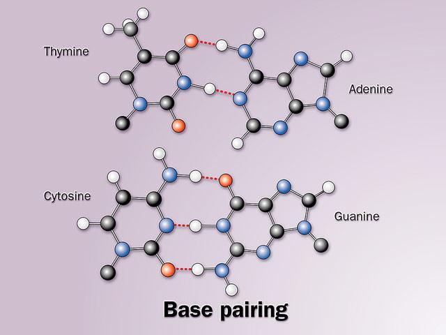 Chargaff s Theory Found that the #of bases (Purines & Pyrimidines) are the same The # of A s