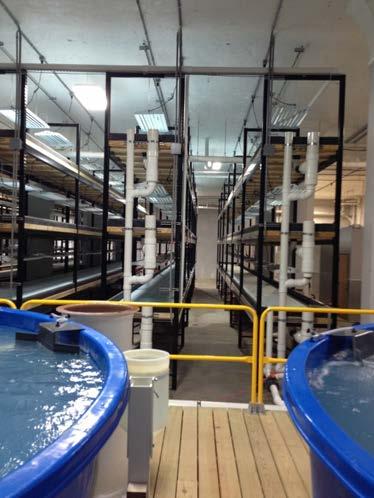 Redevelopment Create a System that Produces Fish and Plants at Rates to meet our Market