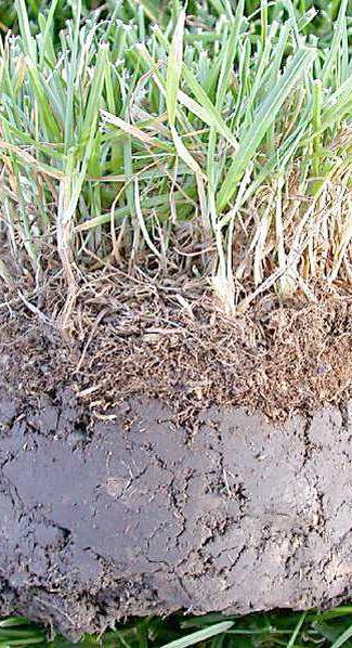 Thatch Odmrla trava Otežuje prehod FFS, gnojil, vode Okolje za razvoj mikroorganizmov-