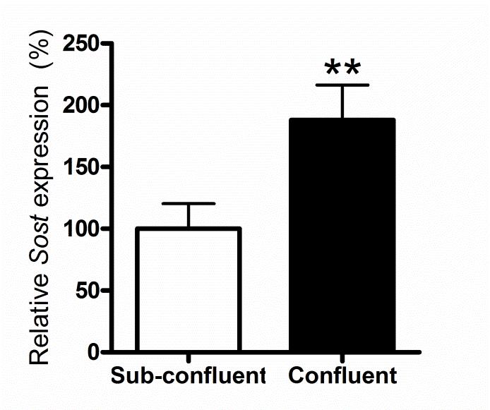 Supplementary Figure 2 Supplementary Figure 2: Confluence increases Saos-2 Sost expression.