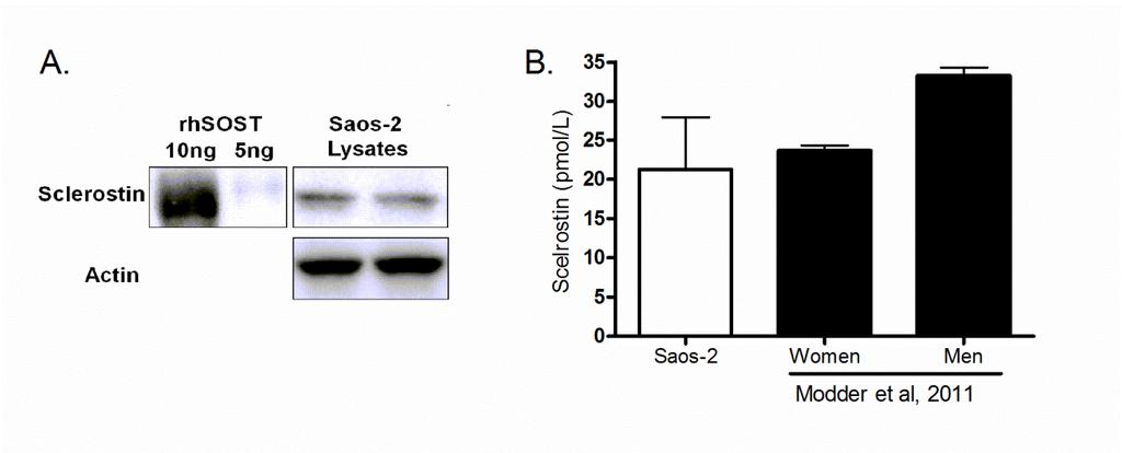 Supplementary Figure 3 Supplementary Figure 3: Saos-2 cells express and secrete sclerostin protein.