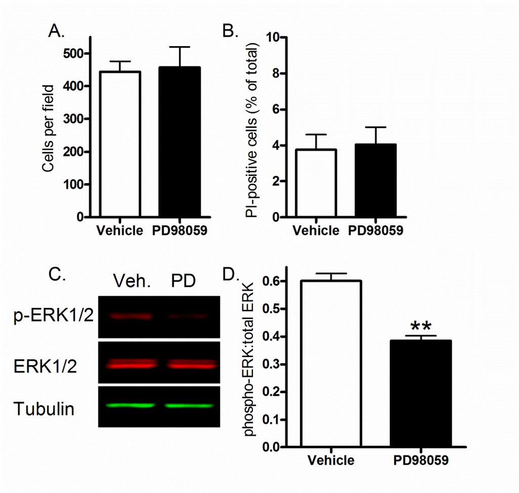 Supplementary Figure 6 Figure 6: 10 μm PD98059 effectively inhibits ERK phosphorylation without altering Saos-2 viability.