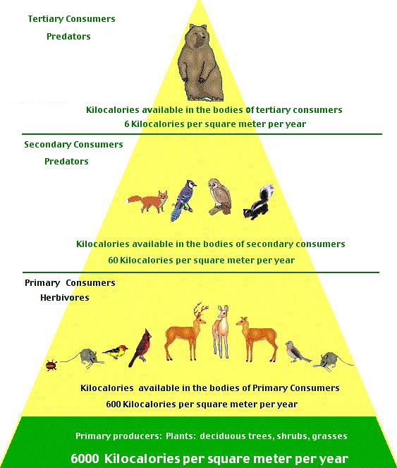 Trophic Levels Trophic levels can be analyzed on an energy pyramid. Producers are found at the base of the pyramid and compromise the first trophic level.