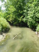 However, too much in-stream vegetation can be detrimental and can signify an unhealthy stream. Certain types of vegetation, such as algae, can also be indicative of poor stream health.