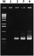 7 Figure 3. PCR amplification for specific detection of a target gene using half seed DNA of a rice plant transformed with the bar gene.