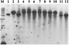 8 Figure 4. Southern blot analysis using DNA extracted from half seeds. DNA extraction from four half seeds of rice was done by the method described.
