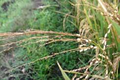 colour) for harvesting (photo: CABI) (B) Rice panicles ready