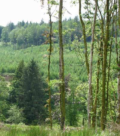 The EIB in action Coillte Sustainable Forestry, Ireland: a new chapter in the story of the EIB s support for the Irish forest value chain The EIB is financing Coillte Teoranta, the Irish state-owned