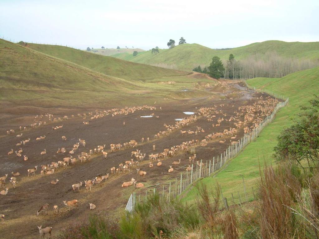 Livestock management Hold stock in feedlots or standoff areas to avoid damage to pasture BUT the