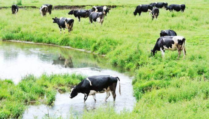 Livestock management Exclude cattle from all permanent waterways.
