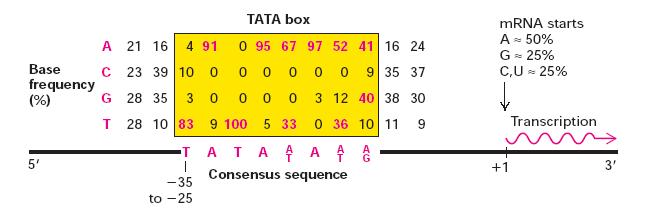 TATA box