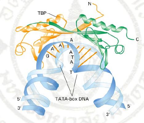 Pre-initiation complex (PIC) TBP of TFII D binds TATA TFII A and TFII B bind TFII D TFII F-RNA-pol complex binds