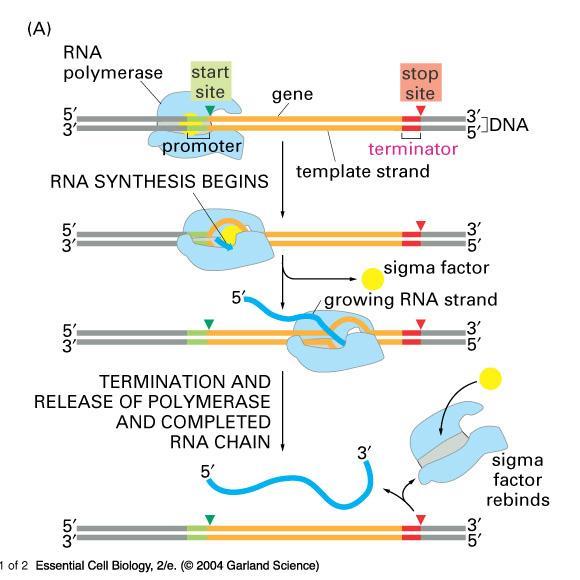 RNA Polymerase Binding Needs: Promoter