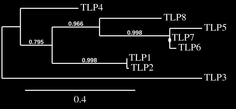 Figure 5.2: Figure a) and b) represents phylogenetic relationship showing the relatedness of the deduced full length amino acid sequence of barley HvTLP8.