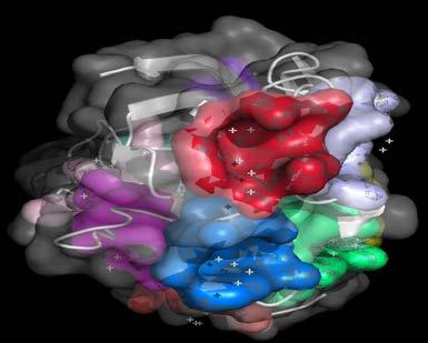 b) Presence of an acidic pocket (red) in the three dimensional structure of HvTLP8 protein.