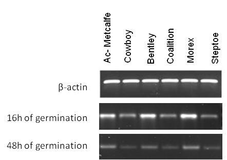 Figure 5.5: a) Gel representation of expression profiles of HvTLP8 and housekeeping gene (β-actin) among malting and feed varieties using semi-quantitative RT-PCR at different stages of germination.