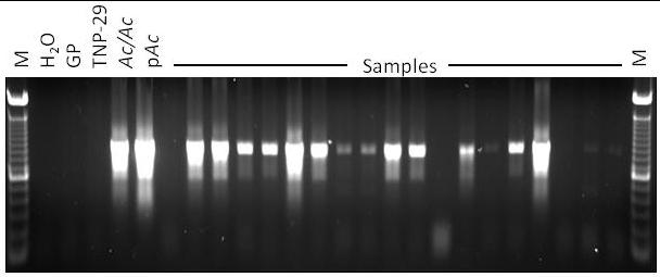 negative amplification indicates the transposition of Ds to a new location).