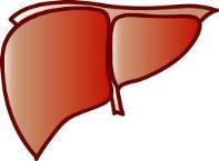 C o n c e n t r a t i o n ( n g / g ) Low Proportion of Effective Drug Concentration in Liver Driving Efficacy Measured by quantifying Ago2 associated protein GalNAc-siRNA Application 1 0 0 0 0 0 0 1