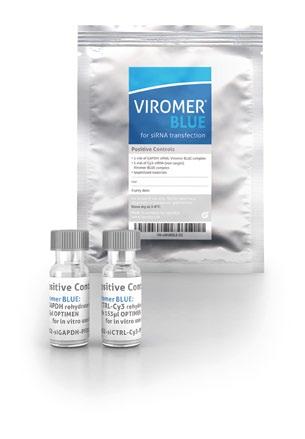 from 24 h to 96 h post-transfection Ensure that the cell density is adequate Additional tips: Check that Viromer reagents were stored and used correctly.