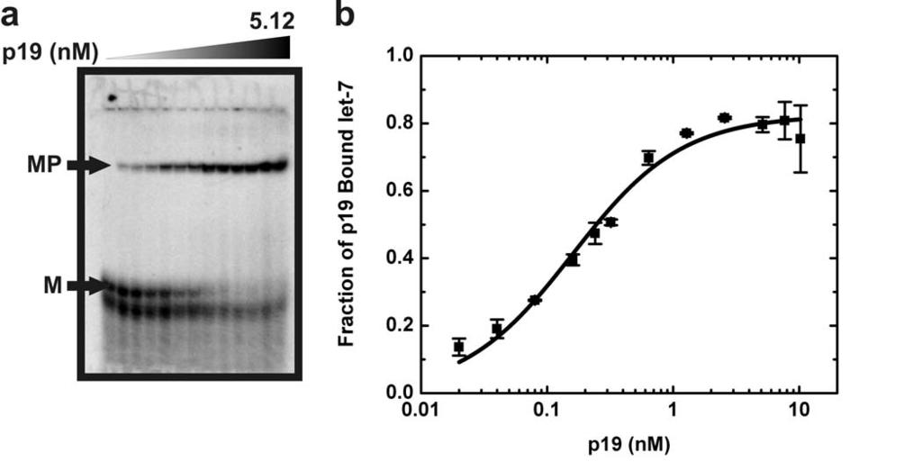 Rawlings et al, Figure S8 Fig. S8. Complex formation between p19 and mirna let7a as shown by EMSAs.