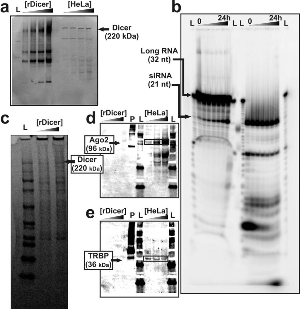 Rawlings et al, Figure S1 Fig. S1. Characterization of recombinant (r)dicer and HeLa cell extract.