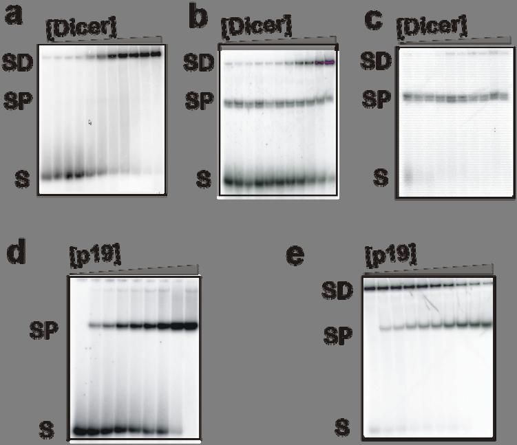 Rawlings et al, Figure S3 Fig. S3. Competition between p19 and human Dicer for sirna binding as shown by EMSAs.