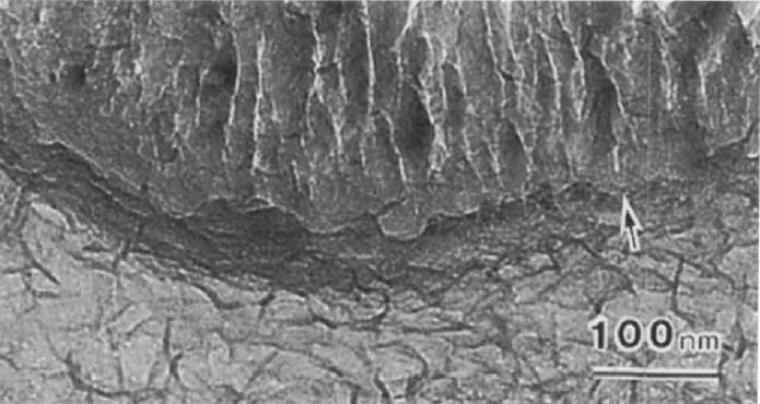 Fig. 2.17. TEM cross section of the anodic film formed on pure magnesium during Dow 17 process. Arrow shows the barrier layer connected to the metal substrate under the cylindrical layer [86].