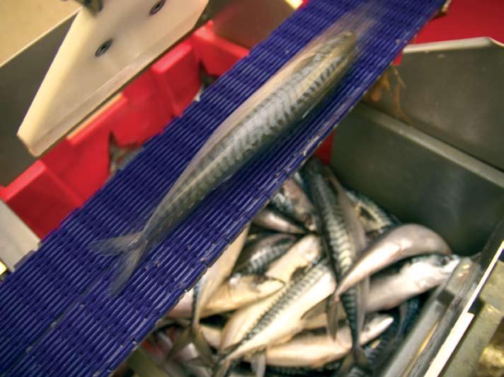 42 28 Survey of the UK Seafood Processing Industry The key driver is the requirements of customers. Almost 4% of processors cited this as their reason for buying materials from accredited sources.