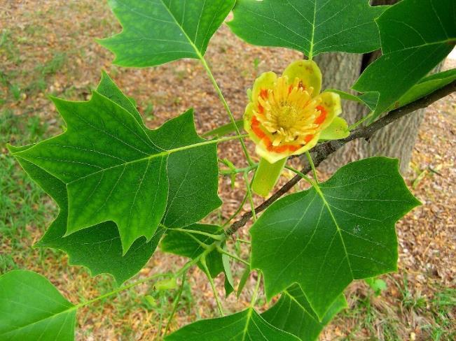 Low Adaptive Capacity: Tulip-Tree Highly susceptible to ice damage,