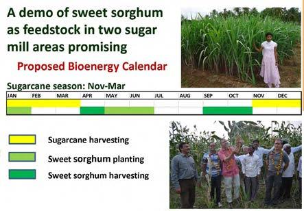Figure 6. In India a practical approach has been developed, integrating sweet sorghum and sugarcane cropping.