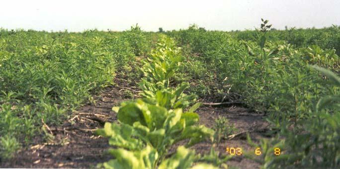 Little Banding of Herbicides Less cost savings
